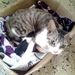 Bush Hunterが間借りしているJamaica支部には猫がいますが、ミーミー言うてるので見たら、超小さい子猫がいてた！！すげえ生まれたてっぽい。