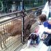 やっぱ動物園は和みます。檻で暮らす動物たちは大変なときもあるでしょうが、子どもたちに素晴らしい体験を与えてくれます。感謝。