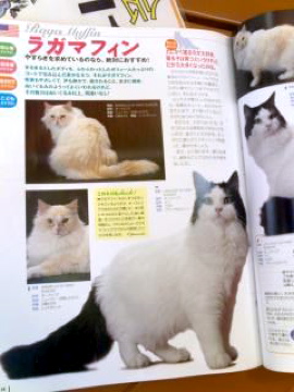 猫大百科事典みたいな本にこんな種類の猫が！なんと！ラガマフィン！？ビックリ！