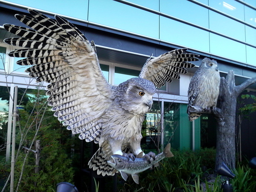 横にはシマフクロウも。実物はこの模型の半分の大きさ。それでも羽を広げると1.7mにもなるらしく、相当でかい。他にもクマもあった。