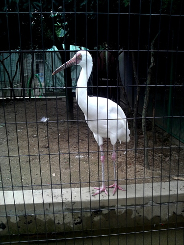 鳥シリーズ