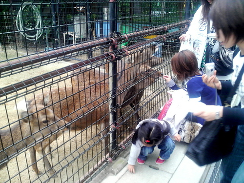 やっぱ動物園は和みます。檻で暮らす動物たちは大変なときもあるでしょうが、子どもたちに素晴らしい体験を与えてくれます。感謝。