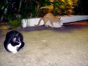 敷地内の猫達がさかりまくって毎晩ギャンギャンいうてます。来年来たらまた増えてそうやな。